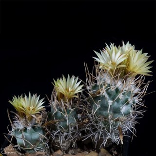 Turbinicarpus屬 黃龍丸仙人掌盆栽，室內裝飾多肉植物，療癒系盆景，易於照料，提升空間質感