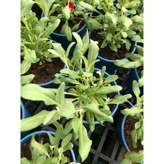 花花世界 白鼠尾草 5吋盆栽 高10-15cm 香氣濃郁, 1個