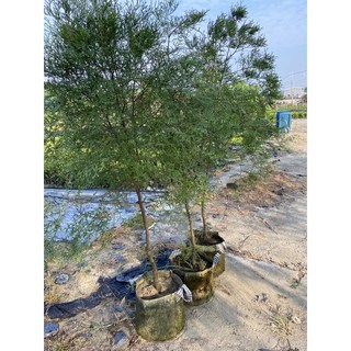 霏霏園藝 消楠樹 5-6年樹苗 庭院造景推薦 批發10棵組, 1個