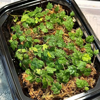 제주애기모람 키우기 애기모람 1팩(약15줄기) 테라리움식물 정글플랜츠 비바리움 희귀식물, 1개