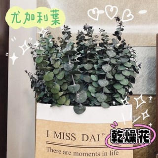 現貨 尤加利葉 乾燥花 永生花 不凋花 花材 花束 捧花 拍照道具