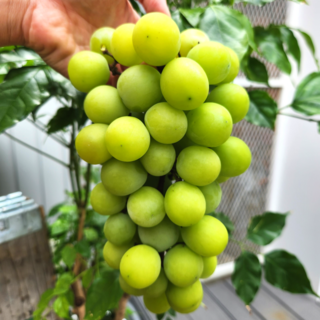 보람미미 재구매높은 산지직송 당도보장 고당도 김천 샤인머스켓 특품, 1개, 샤인머스켓 1kg (1~2송이) 특품