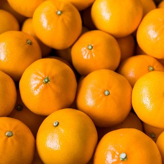 [한정특가50박스] 스테비아급 고당도 천혜향 특품, 1개, 2kg / 중소과 / 12~14과 내외