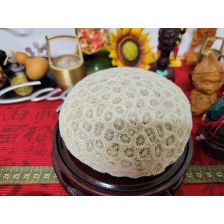 天然菊花石 珊瑚玉化石 擺件 水晶原石 擺件標本 礦石