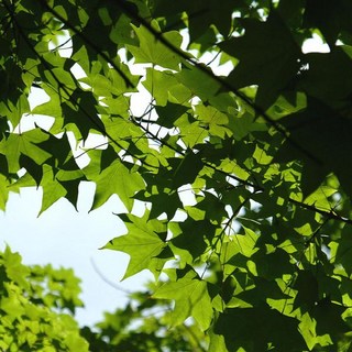 고로쇠나무 묘목 수액채취 단풍수 정원수 조경수 실생 2년 열주묶음 KJ1935