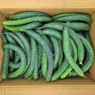 클릭마켓 국내산 못난이 가시오이 10kg 하품, 1박스, 10kg 못난이