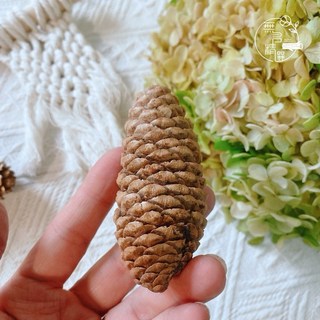 綜合松果 染色松果 果實 DIY 拍照道具 落葉松 大松花 小毬果 刷白 玫瑰杉松 花圈佈置 花圈材料 藤蔓花圈, 雲山4-6公分（1顆）