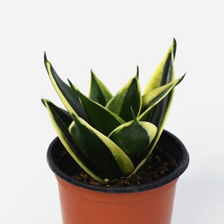 마이플랜트 산세베리아 하니 소형 관엽식물, 1개