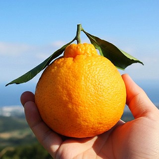 [과일 특가] 산지직송 제주 한라봉 프리미엄 제철 과일, 1박스, 노지한라봉 중과 2kg