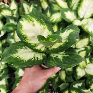 P老闆園藝 白玉萬年青 3吋盆, 1個