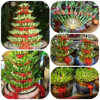 開運竹萬年青竹開運盆栽/富貴竹/幸運竹/文昌竹/萬年竹/轉運竹/女王竹 - 居家風水/開幕祝賀/贈送長官/工商送禮/開店禮, 三層萬年青竹