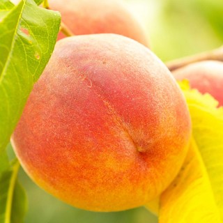 [충북농원] 장호원황도 (엘바트) 복숭아나무 묘목 - 1년생 접목묘, 3. 접목/1년생/상묘, 1개