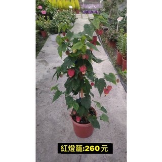 霏霏園藝 紅燈籠 植物盆栽