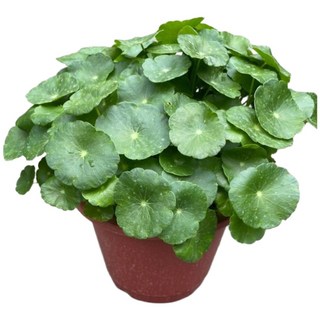 萬花叢 水生植物銅錢草/圓幣草 5吋盆栽 - 療癒系室內盆栽，招財納福，淨化空氣, 綠色, 1個