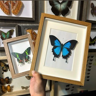 標本專用框 蝴蝶甲蟲展示框 玻璃相框, 1個