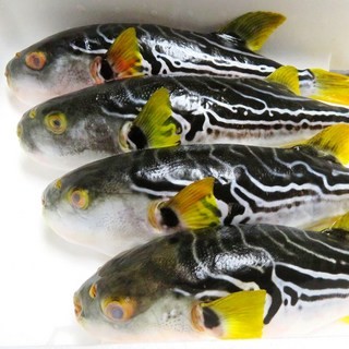 남해안 손질 복어 까치복 참복 2미 3미 500g 탕거리 복어지리탕 복국 복어자격증소유, 1개, 까치복 500g 3-6미