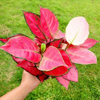 에덴플랜트 아글레오네마 지리홍 중품 희귀식물 무늬 반려식물 레옹식물 수경재배 천연가습, 1개