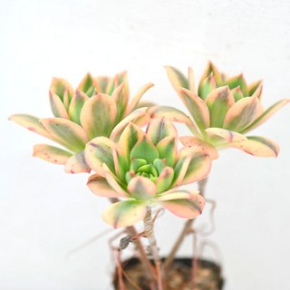 플로렌센스 그린핑크 다육이 부드러운 색조와 매력적인 형태 인테리어3-2, 1개, 청색