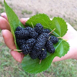 전북 정읍 재래종 햇 오디 산지직송 생산자직배송 5kg 10kg, 1개, 오디5kg