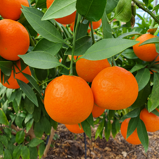 제주오렌지 정품 홍매향 홍미향 썬레드, 1개, 5kg (정품)