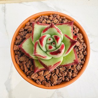 다육식물 선인장 원종에보니 농장직송 산아래 다육이 생병력최고 키우기쉬운 공기정화