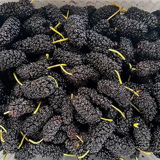 전북 고창 특품 과상 2호 냉동 오디 8kg(트레이) /25년햇과, 전북 고창 냉동 오디 특품 과상 2호 8kg(트레이포장, 1개