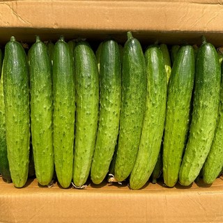 농진사 백오이 백다다기 국내산 특품, 1개, 2kg (7개~10개)