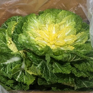 [하나의팜] 진도 완도 봄동배추 봄동 제철 봄동 벌크, 1박스, 10kg