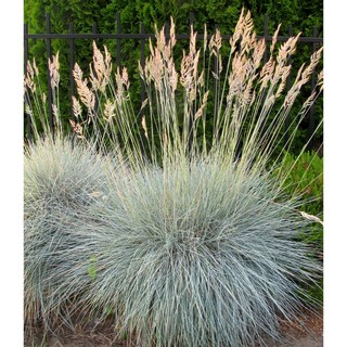 은사초 8cm포트모종 블루훼스큐 노지월동 그라스, 3개