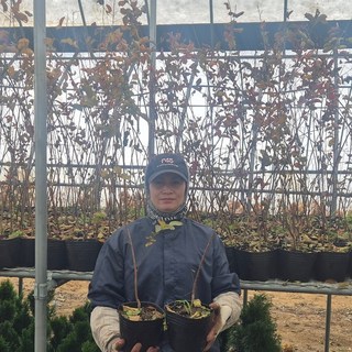 배롱나무 묘목 붉은 다이너마이트 포트 6치H1.0-1.1m 목백일홍나무