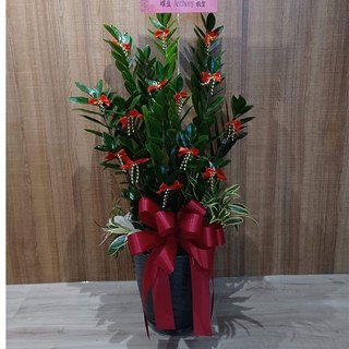 金錢樹盆栽/金錢樹組合盆栽 - 開幕/榮升/喬遷/會員大會/競選總部成立 - 高約80公分, 1個