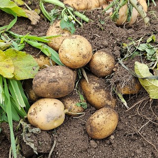 포슬포슬 강원도 두백감자 특사이즈 햇감자 요리용 찜용, 1박스, 2kg