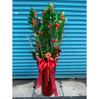 台北市花店 金錢樹盆栽/金錢樹組合盆栽 開幕開市/榮升榮調/喬遷/會員大會/競選總部成立/高約120公分, 1個