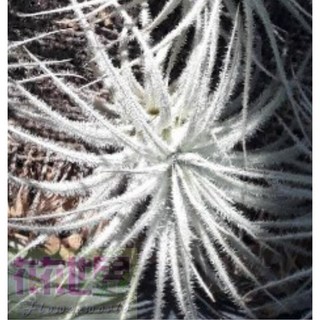 花花世界 空氣鳳梨 雞毛撢子 高5-13公分, 1個