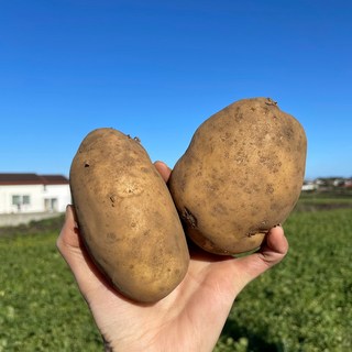 햇감자 수미감자 제주 하우스 카스테라 국산 감자, 1개, 3kg 대(70~100g내외)