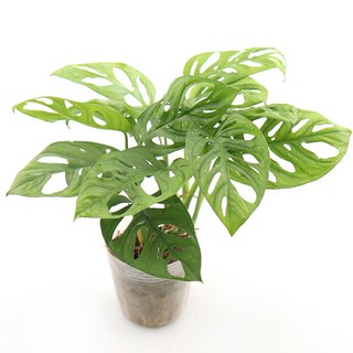 갑조네 몬스테라 아단소니 실내 공기정화 인테리어식물, 1개