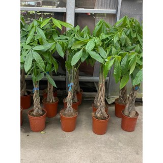 2024/2月 馬拉巴栗 含盆近130公分高 桃園地區可宅配 馬拉巴栗(三株裝)--喬木觀賞 發財樹 5 7 吋盆, 1個, 7吋含盆高100-110公分