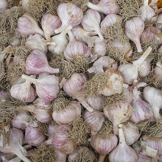 25년 의성 마늘 육쪽 햇마늘 국산 통마늘 한지형, 1개, 의성마늘 중소품 2kg 약 80-100개