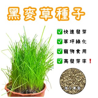 黑麥草種子，快速發芽，全年可播種，適用於公園、庭園，綠化環境, 1個