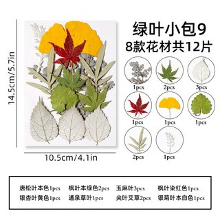 小葉子系 真花壓花 永生花 綠葉材料包 少女寫真 壁畫 DIY水晶滴膠 乾燥花 植物標本, 9. 12片小葉系列
