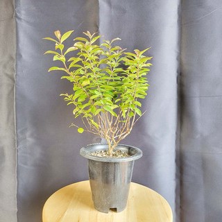 중엽 백일홍 분재 나무 묘목 꽃 화분 인테리어 반려 식물 키우기, 1개