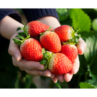 논산 킹스베리 딸기 고당도 왕딸기, 1개, 왕특 1팩 400g(8-9과)