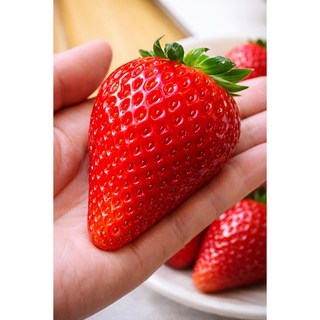 [압도적인크기] 첫수확특가 산지프리미엄 농가직송 킹스베리, 1박스, 특(400g)