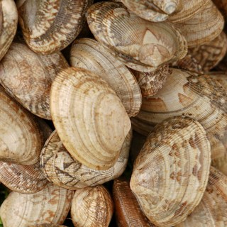 제철 참 바지락 해감 조개 생물 활바지락 1kg 조개탕 술찜, 3개, 대 (중국산 110알내외), 생물 바지락