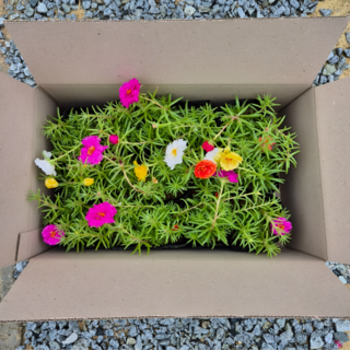 채송화 15개세트 겹채송화 겹꽃 채송화꽃모종 포체리카, 1세트