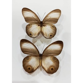 印尼產地 蝴蝶標本A1 眼環蝶成對 乾貨 昆蟲標本收藏, 成對