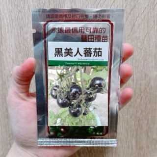原包裝 黑美人蕃茄種子 約1350粒 黑蕃茄種子 紫番茄種子 黑紫番茄種子, 1個, 分包裝0.7克（約315粒）