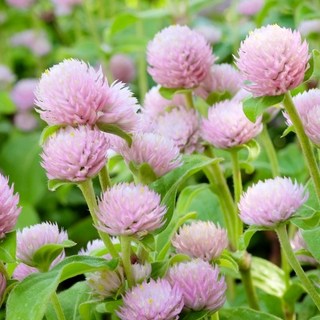 천일홍 Qis 핑크 씨앗 20립 (유아그린/G0101), 1개