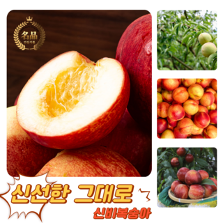 [굿피플] 꿀당도 신비복숭아 복숭아 제철신비복숭아, 1개, 신비복숭아 2kg 대과