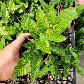 P老闆園藝 黃金斑馬蕨 3吋盆 觀葉植物, 1個